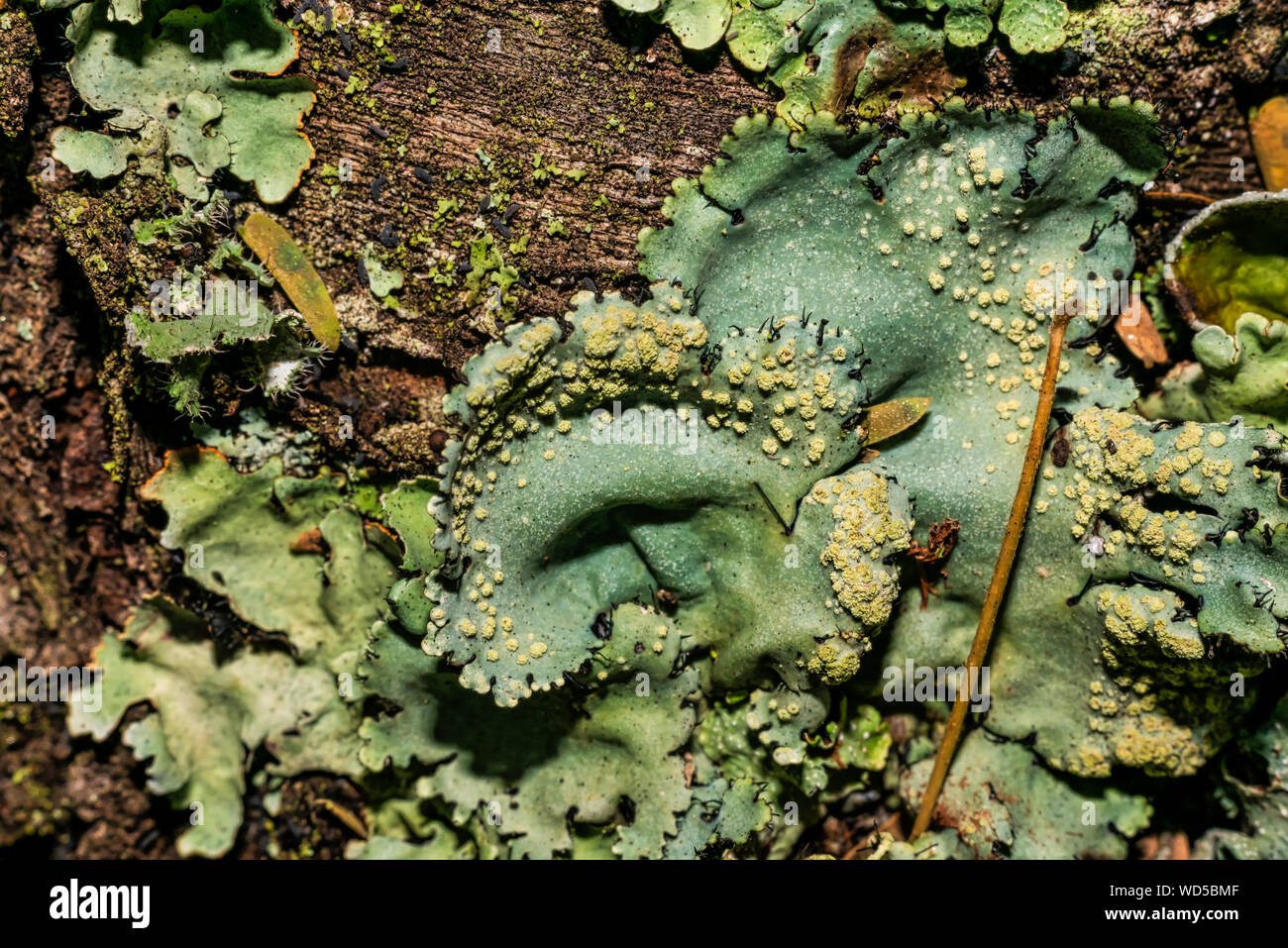 I licheni sono funghi simbionti e alghe. Essi sono in grado di crescere sulle rocce pulite e spesso la forma sulle rocce e sassi bei modelli Lichen su un Foto Stock