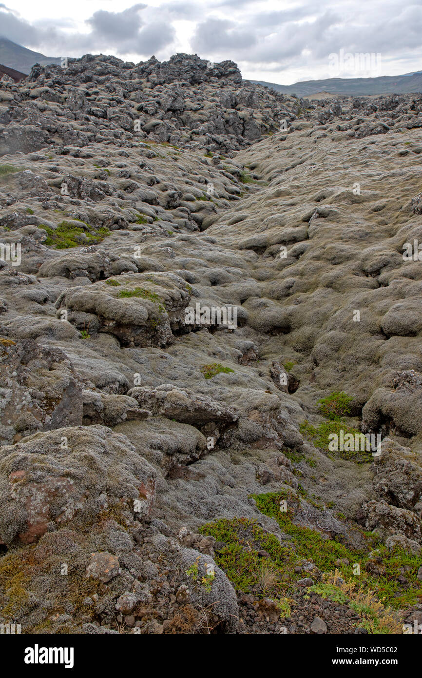 Berserker campo lavico (Berserkjahraun) sulla penisola Snaefellsnes Foto Stock