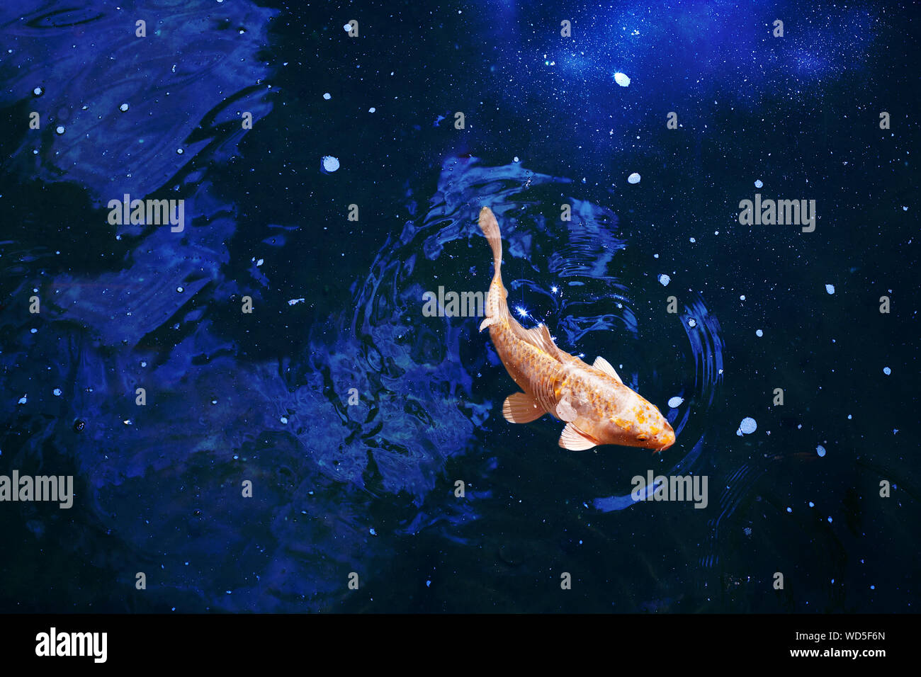 Goldfish in blu scuro incandescente acqua, di rosso e di giallo giapponese carpe koi nuotate nel laghetto vicino, abstract pesce dorato costellazione, simbolo di astrologia Foto Stock
