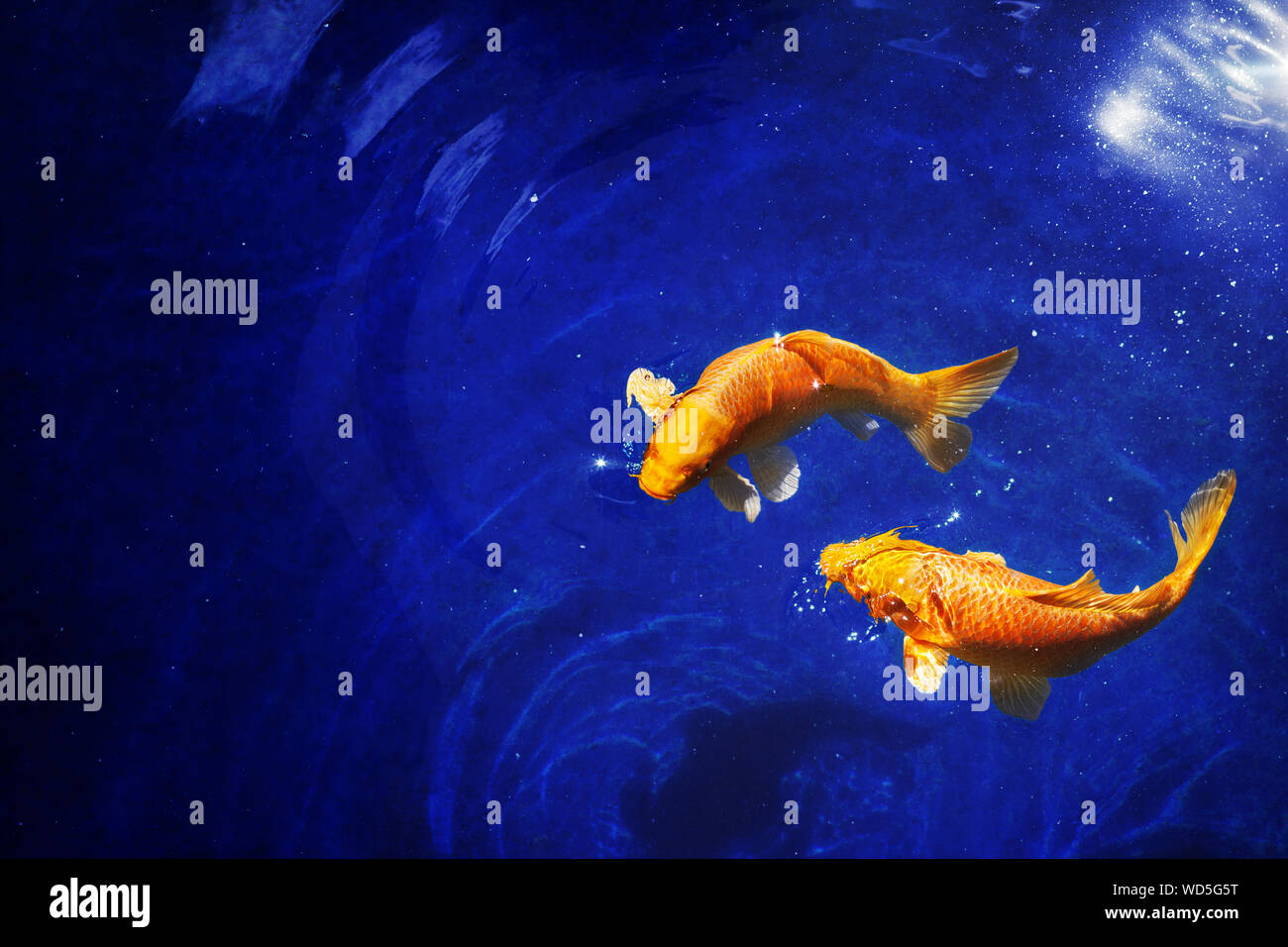 Due golden carpe koi pesci vicino, blu scuro dello sfondo del mare, giallo goldfish nuota in acqua, notte moonlight glow, brillanti stelle, fantastica sky galaxy Foto Stock