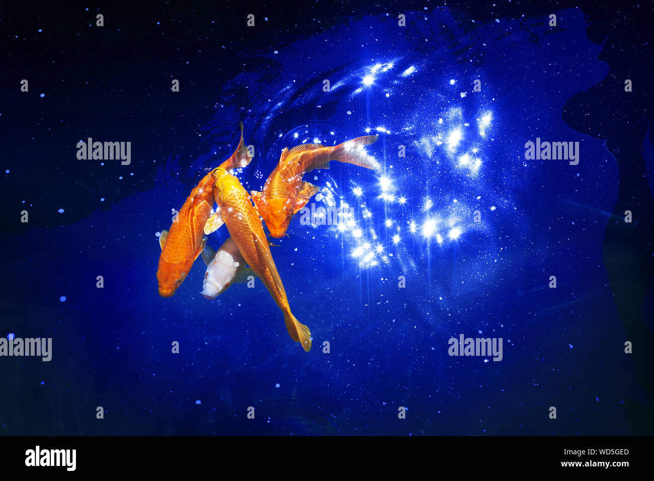 Golden carpe koi pesci sul blu scuro dello sfondo del mare closeup, giallo goldfish nuotare nel laghetto di notte, moonlight glow, brillanti stelle, artistico galaxy Foto Stock