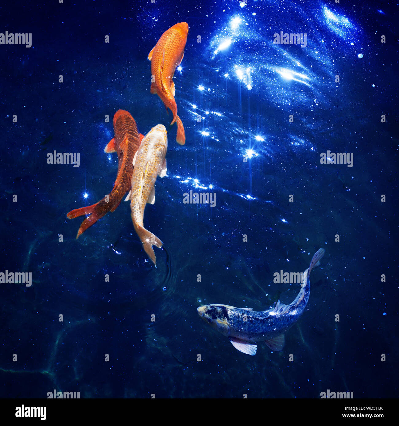 Giapponese colorate carpe nuotare nel laghetto vicino goldfishes immergersi nel blu acqua splendente, tropicale bello golden pesci in mare sotto la notte moonligh Foto Stock