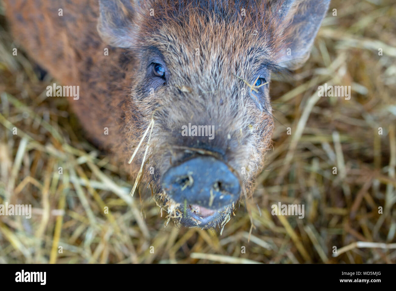 Panciuta maiale. Ritratto di un maiale. Il concetto di suini riproduttori, veterinari. Foto Stock