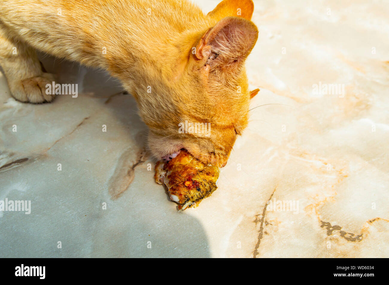 Lo zenzero gatto mangia pesce fritto Foto Stock