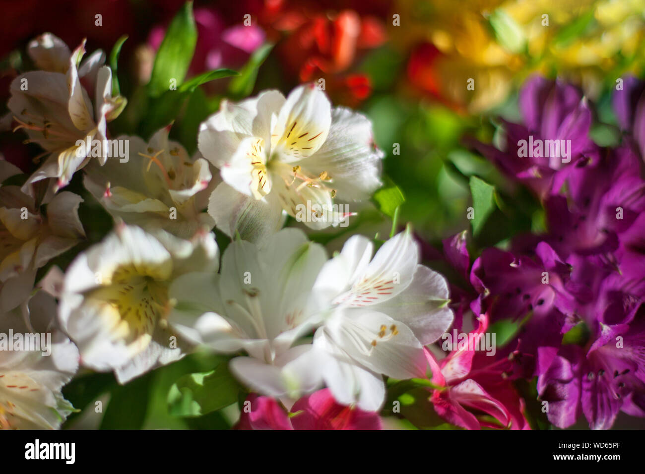 Il bianco e il giglio di variopinti fiori su sfondo sfocato vicino, soft focus gigli floreale design, bella vacanza immagine floreale Foto Stock