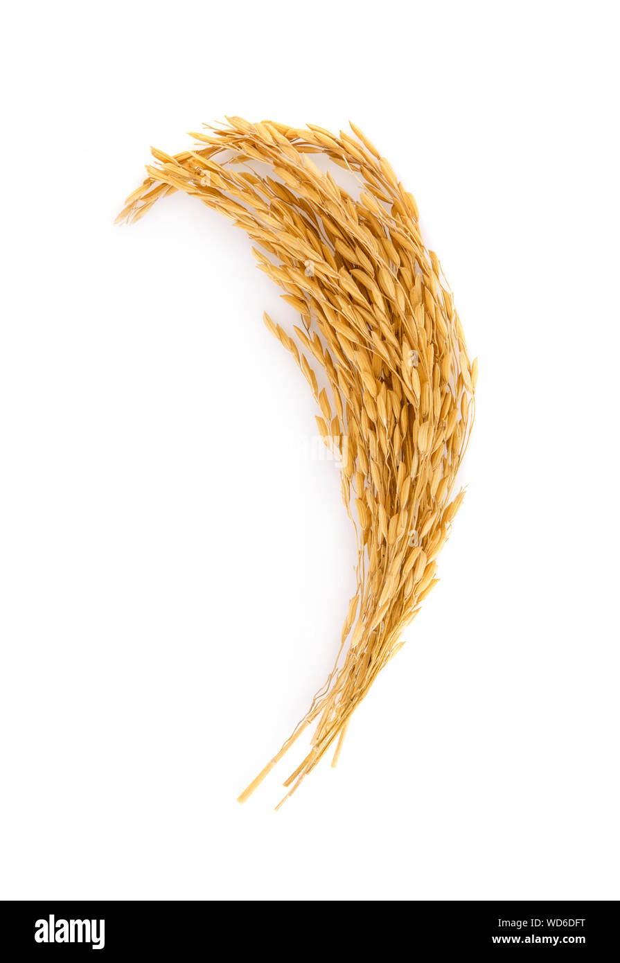 Golden rice isolati su sfondo bianco, vista dall'alto Foto Stock