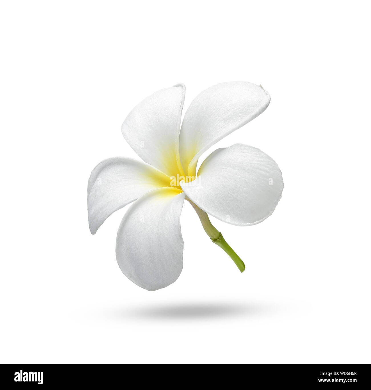 Fiori tropicali frangipani (plumeria) su sfondo bianco Foto Stock