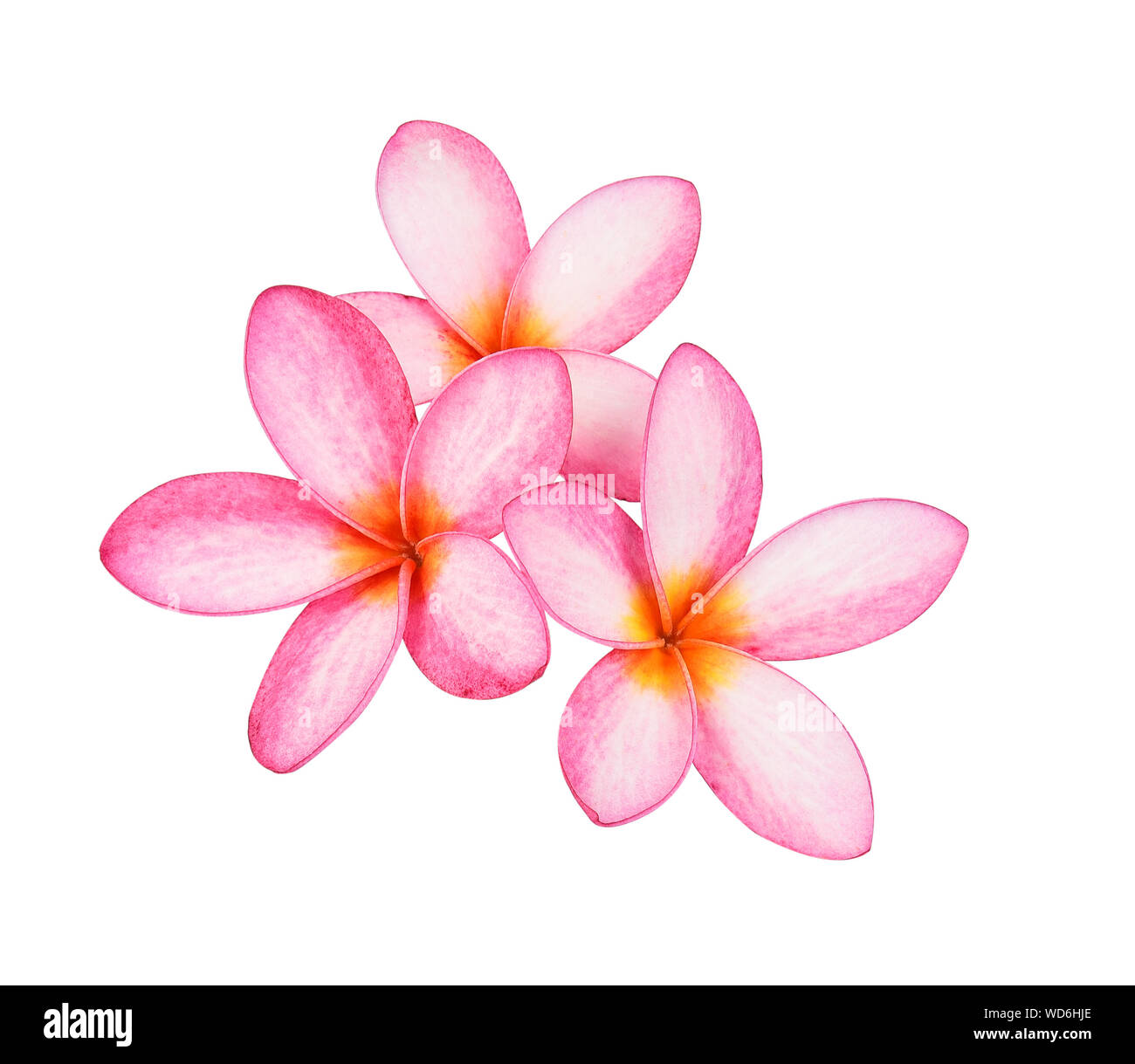 Il frangipani (plumeria) fiori su sfondo bianco Foto Stock