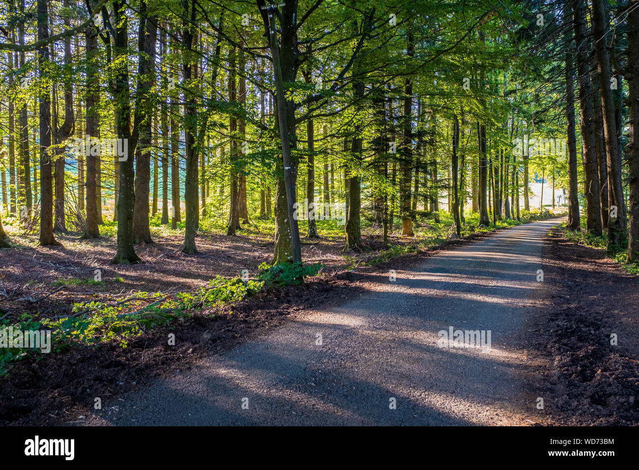 Una piccola strada e raggi di sole attraverso alberi decidui presi in mattinata a Mont Pilat, Francia Foto Stock