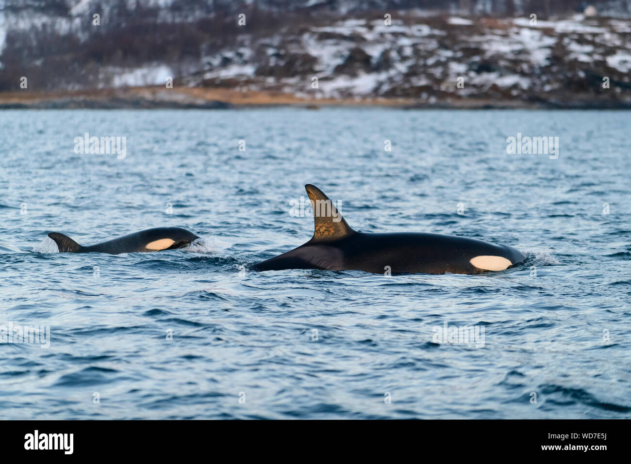 Le orche assassine, Orcas Orcinus Orca, Skjervoy, Norvegia, Oceano Atlantico Foto Stock