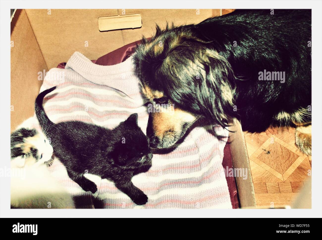 Incollaggio del cane con un gattino nero Foto Stock