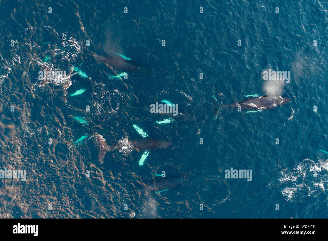 Arial vista delle balene megattere, Megaptera novaeangliae, Kvaloyvagen, Norvegia, Oceano Atlantico Foto Stock