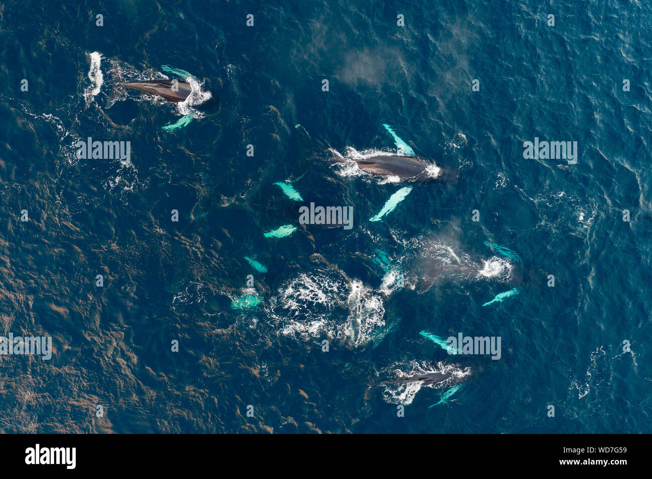 Arial vista delle balene megattere, Megaptera novaeangliae, Kvaloyvagen, Norvegia, Oceano Atlantico Foto Stock