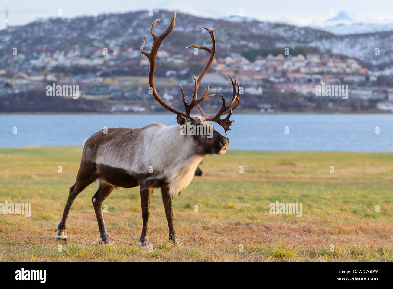 La renna, Rangifer tarandus, Tromso, Norvegia Foto Stock