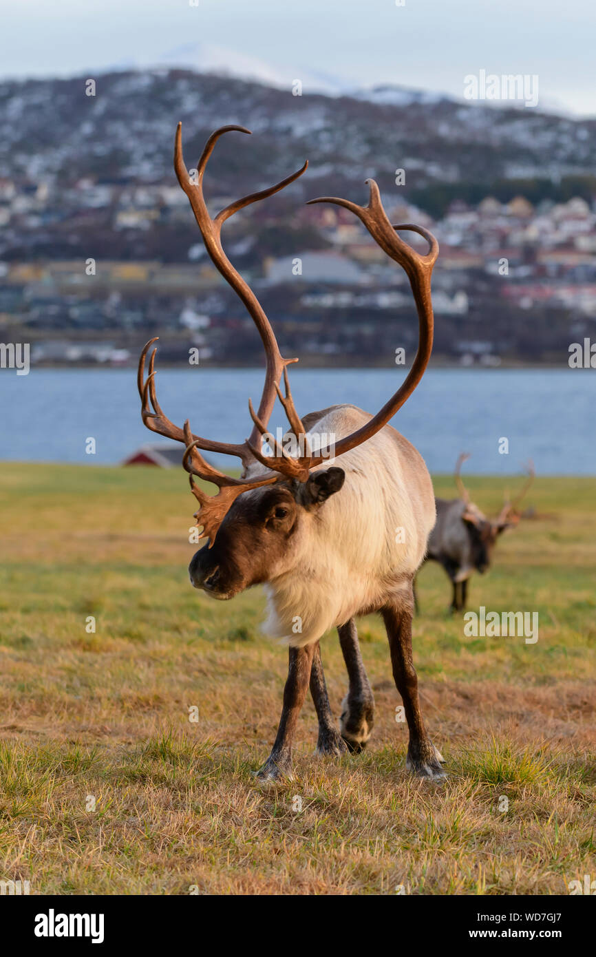 La renna, Rangifer tarandus, Tromso, Norvegia Foto Stock