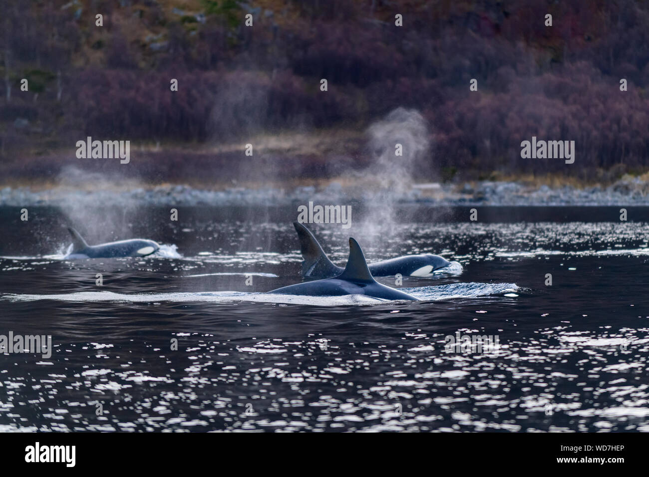 Colpo da Killer Whale, Orca, Orcinus Orca, Skjervoy, Norvegia, Oceano Atlantico Foto Stock