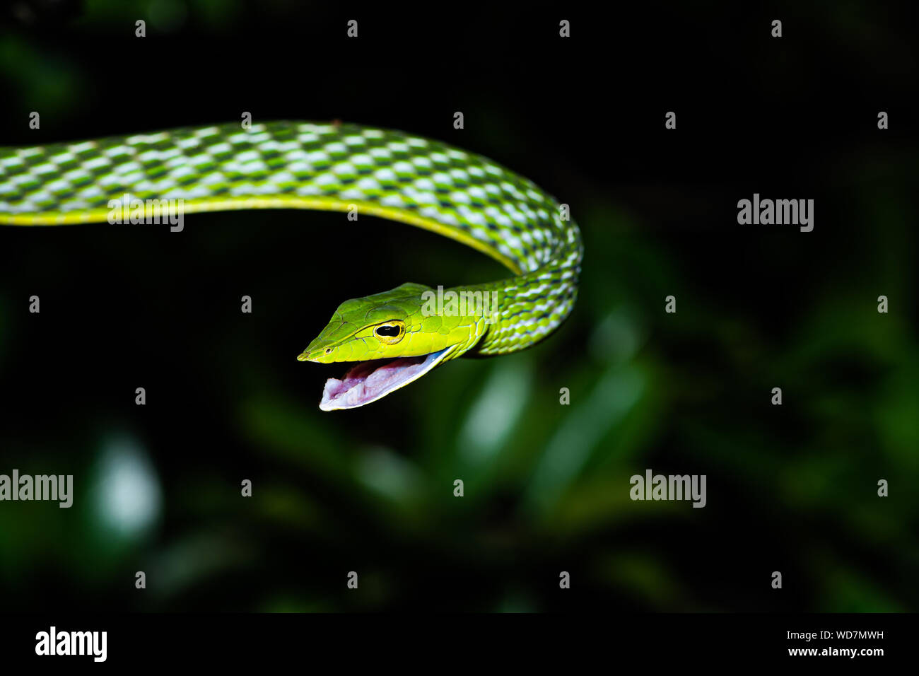 Vite serpente!! Foto Stock