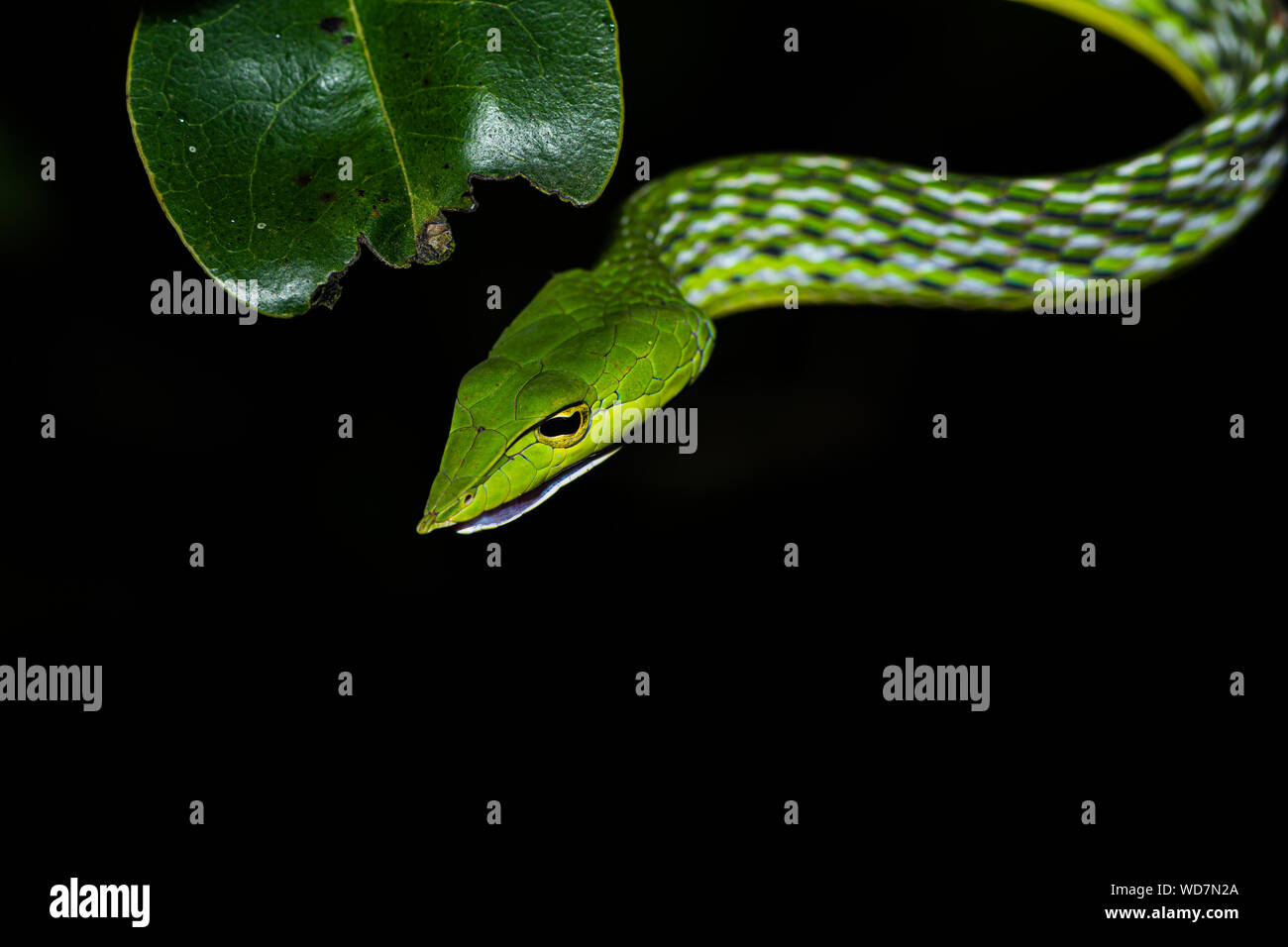 Vite serpente!! Foto Stock