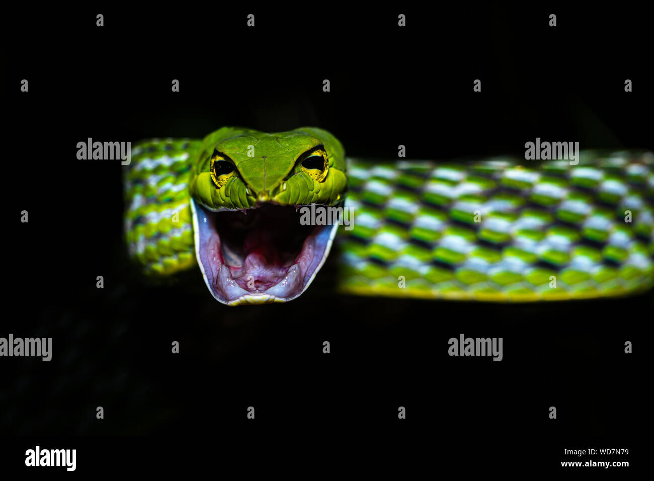 Vite serpente!! Foto Stock