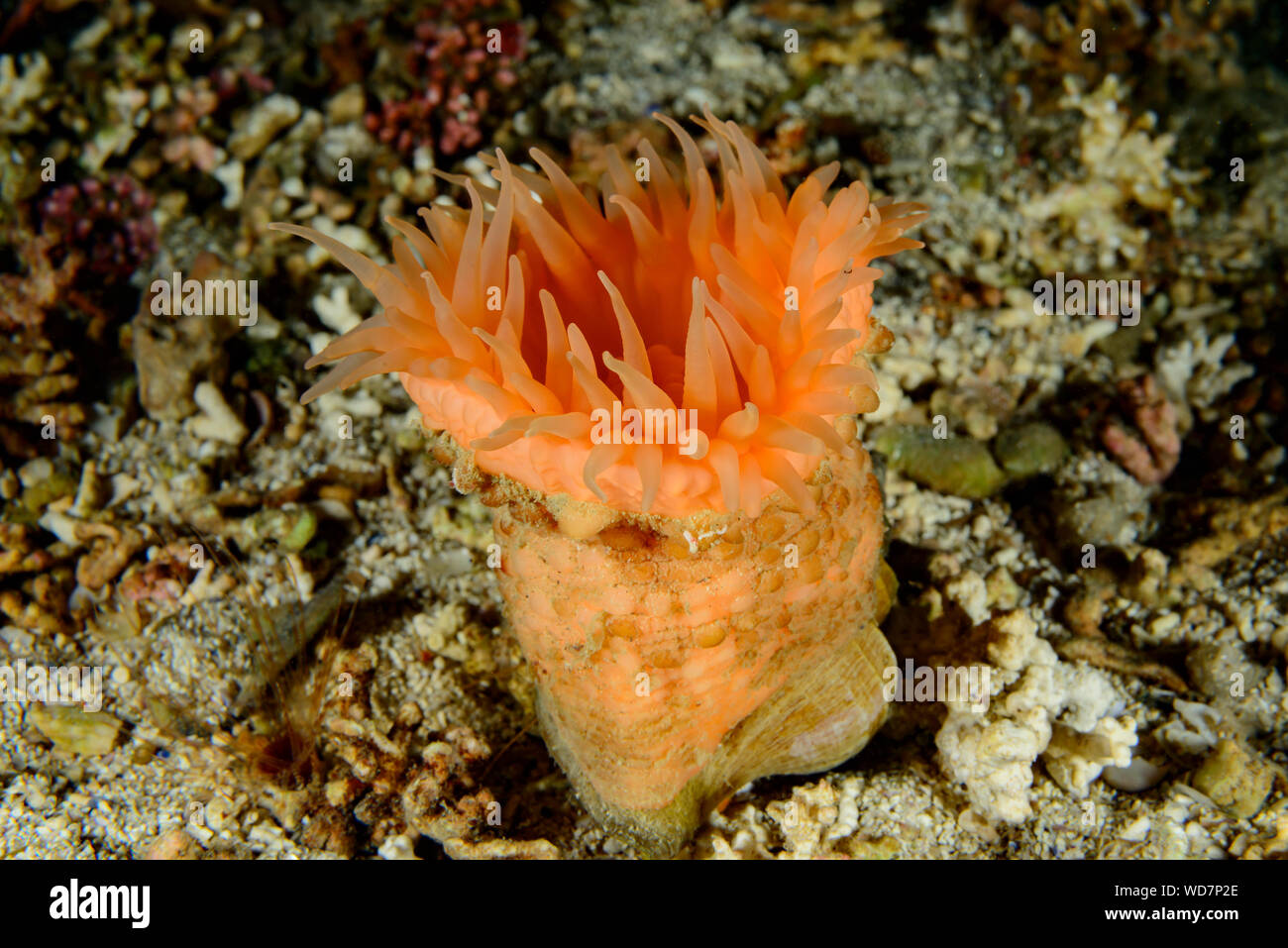 Anemone rugose, Hormathia nodosa, Kvaloyvagen, Norvegia, Oceano Atlantico Foto Stock