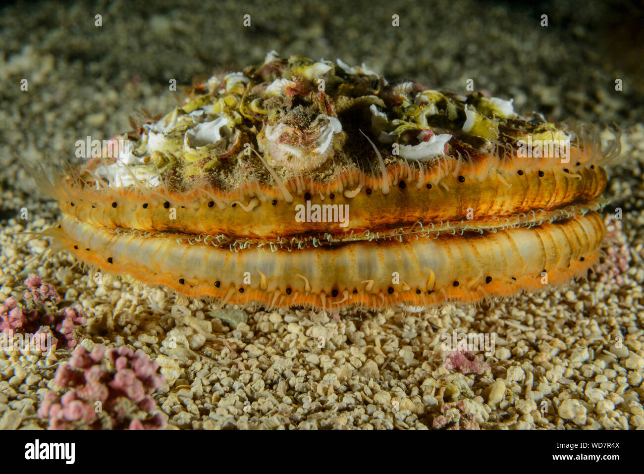 Regina smerlo, Queenie, Aequipecten opercularis, Kvaloyvagen, Norvegia, Oceano Atlantico Foto Stock