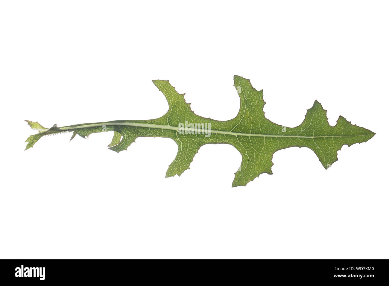 Kompass-Lattich, Stachel-Lattich, Zaun-Lattich, Kompasslattich, Stachellattich, Zaunlattich, Lactuca serriola, scarola riccia, cardo, bussola Foto Stock