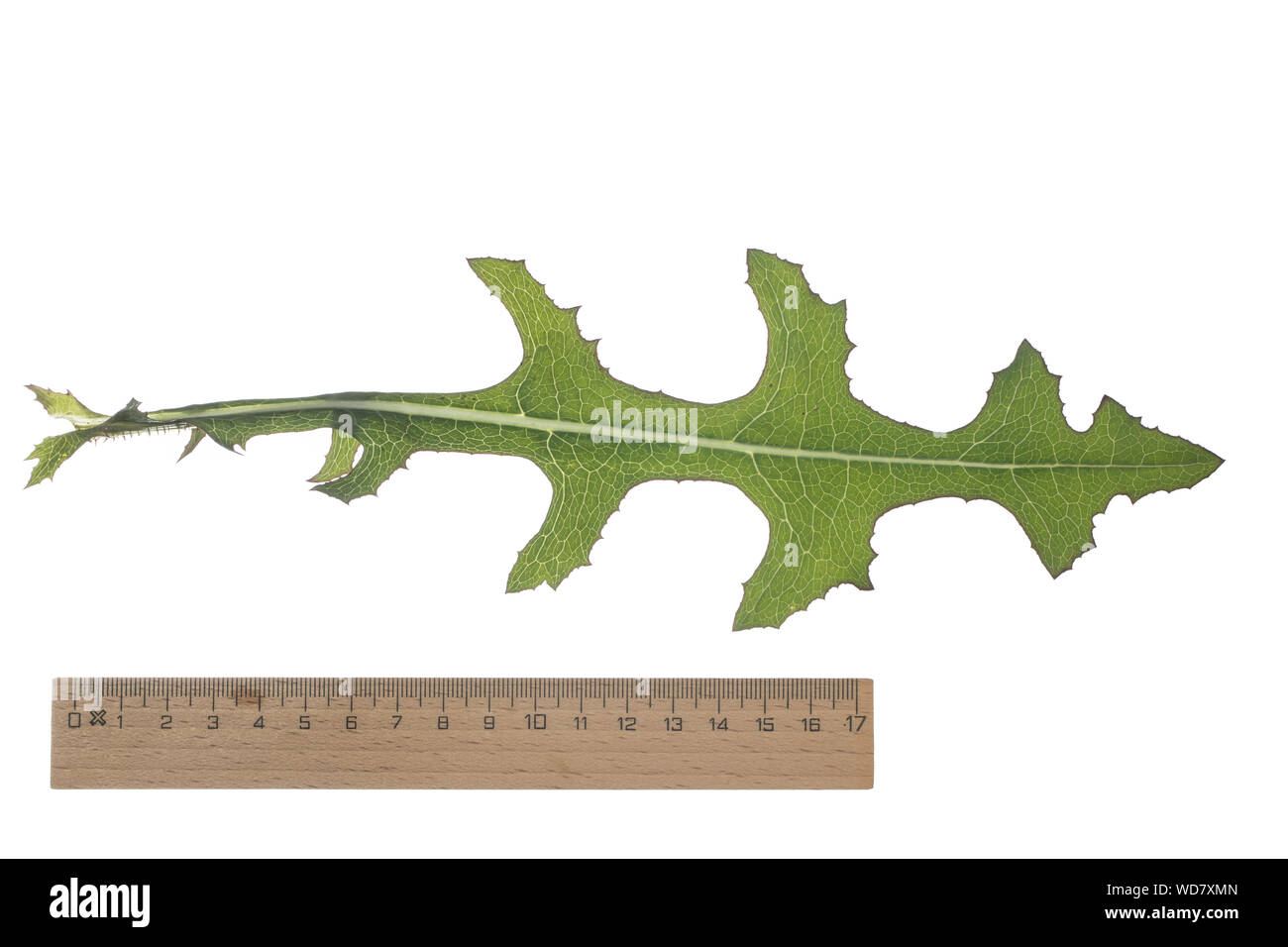 Kompass-Lattich, Stachel-Lattich, Zaun-Lattich, Kompasslattich, Stachellattich, Zaunlattich, Lactuca serriola, scarola riccia, cardo, bussola Foto Stock