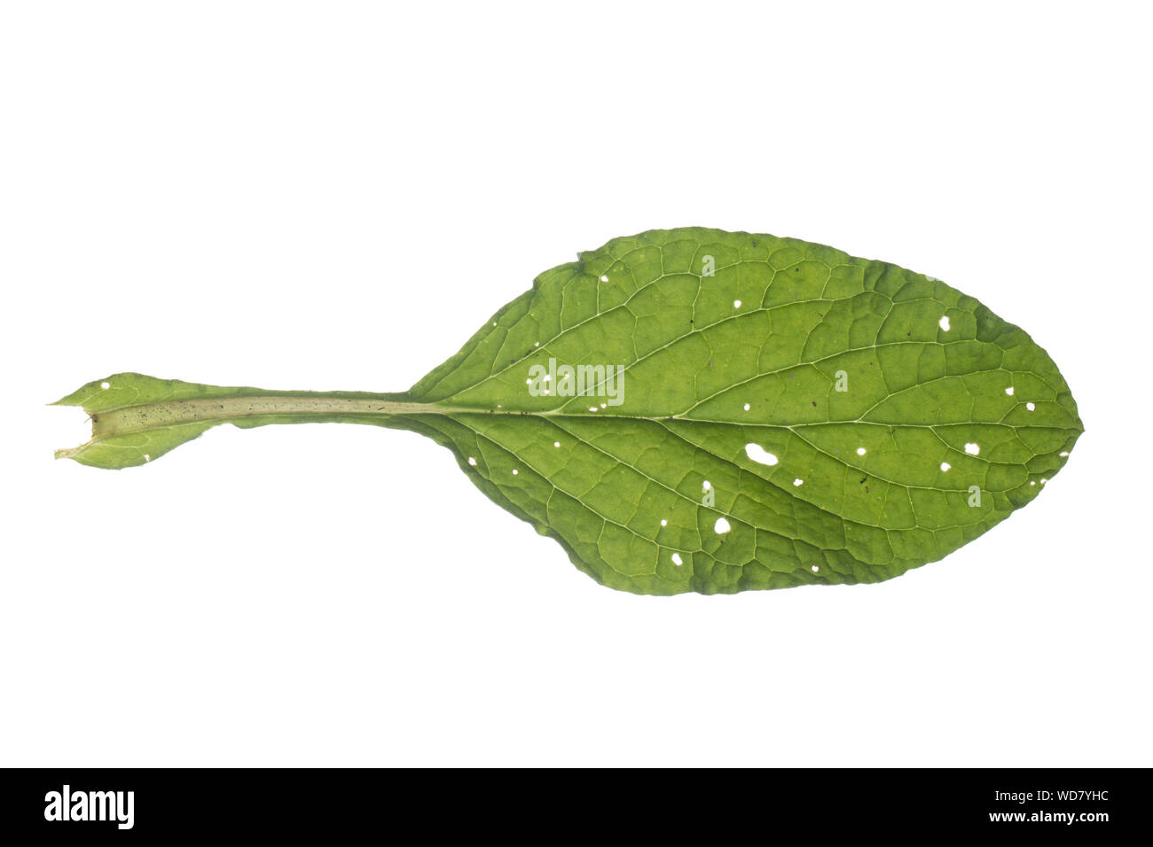 Borretsch, Gurkenkraut, Kukumerkraut, Boretsch, borragine officinalis, borragine, starflower, Bourrache. Blatt, Blätter, leaf, foglie Foto Stock