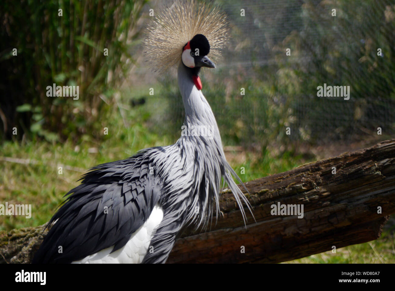 Un grigio-Crowned Crane (Balearica regulorum) a Martin mera Wetland Centre, vicino a Wigan Greater Manchester, Lancashire, Inghilterra, Regno Unito. Foto Stock