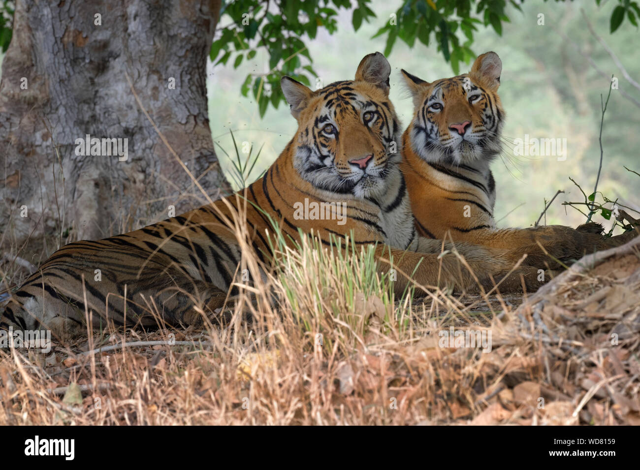 Due giovani le tigri del Bengala (Panthera tigris tigris), Tadoba Andhari Riserva della Tigre, nello stato del Maharashtra, India Foto Stock