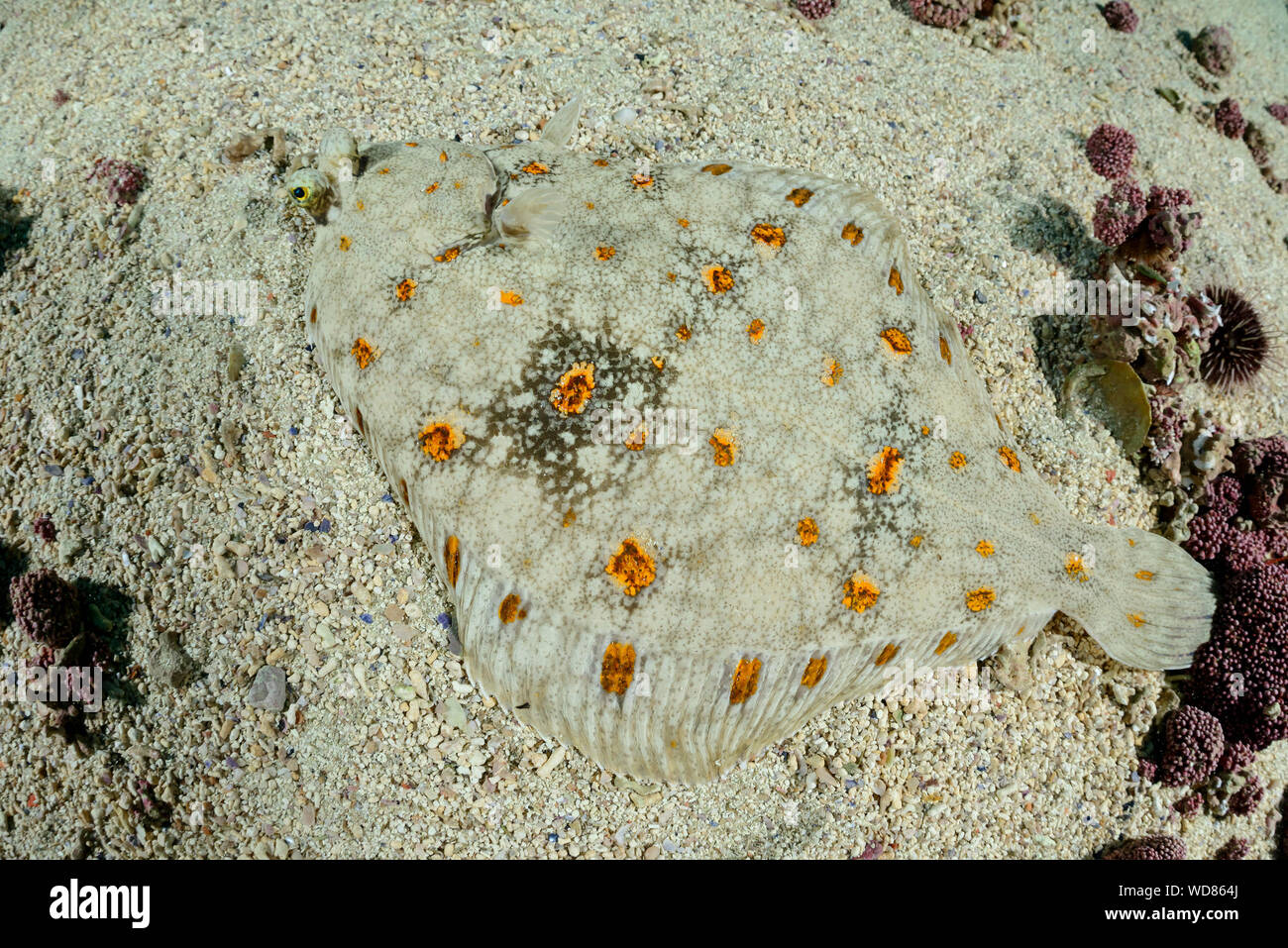 Europea, la passera di mare Pleuronectes platessa, Kvaloyvagen, Norvegia, Oceano Atlantico Foto Stock