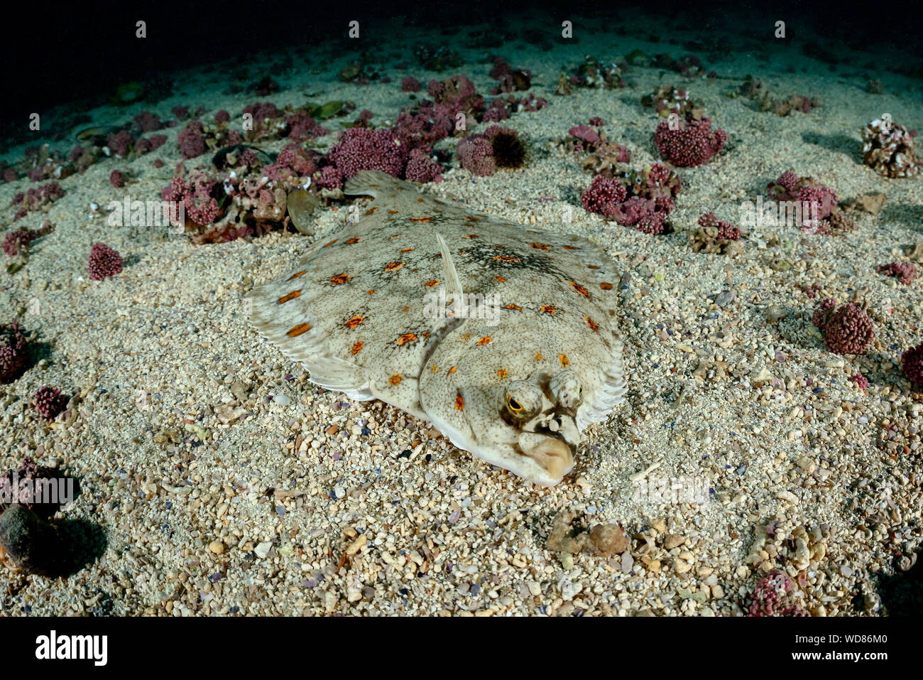Europea, la passera di mare Pleuronectes platessa, Kvaloyvagen, Norvegia, Oceano Atlantico Foto Stock