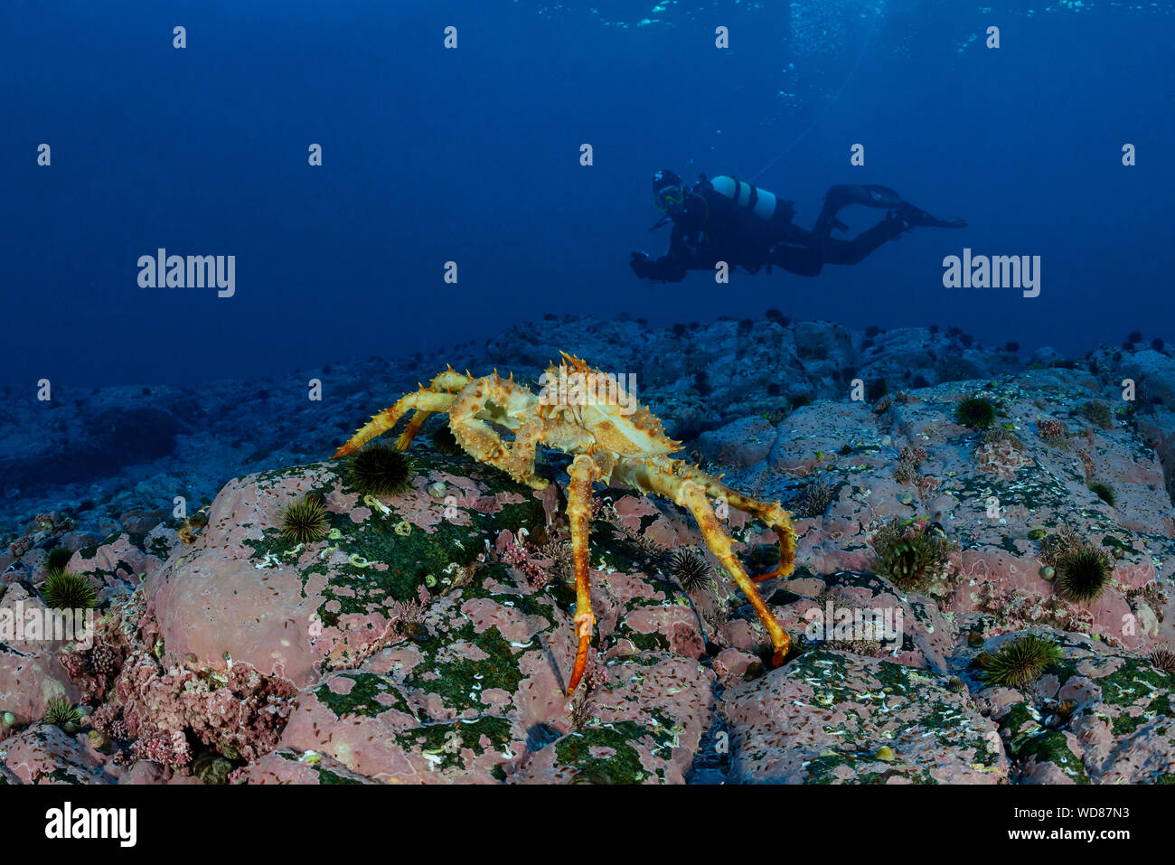 La Kamchatka crab, Alaskan granchio reale o rosso Granchio reale e scuba diver, Paralithodes camtschaticus, Kvaloyvagen, Norvegia, Oceano Atlantico Foto Stock