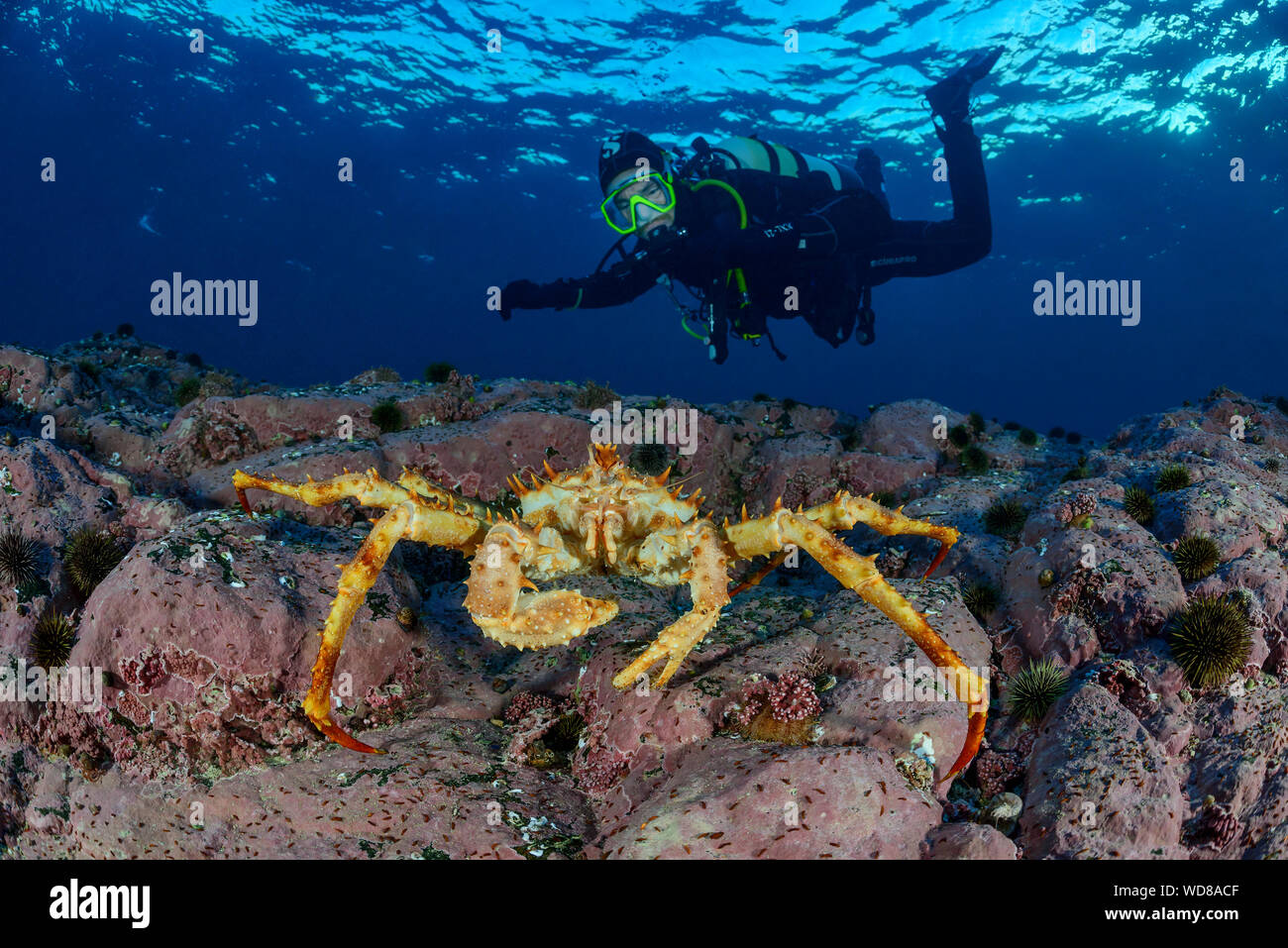 La Kamchatka crab, Alaskan granchio reale o rosso Granchio reale e scuba diver, Paralithodes camtschaticus, Kvaloyvagen, Norvegia, Oceano Atlantico Foto Stock