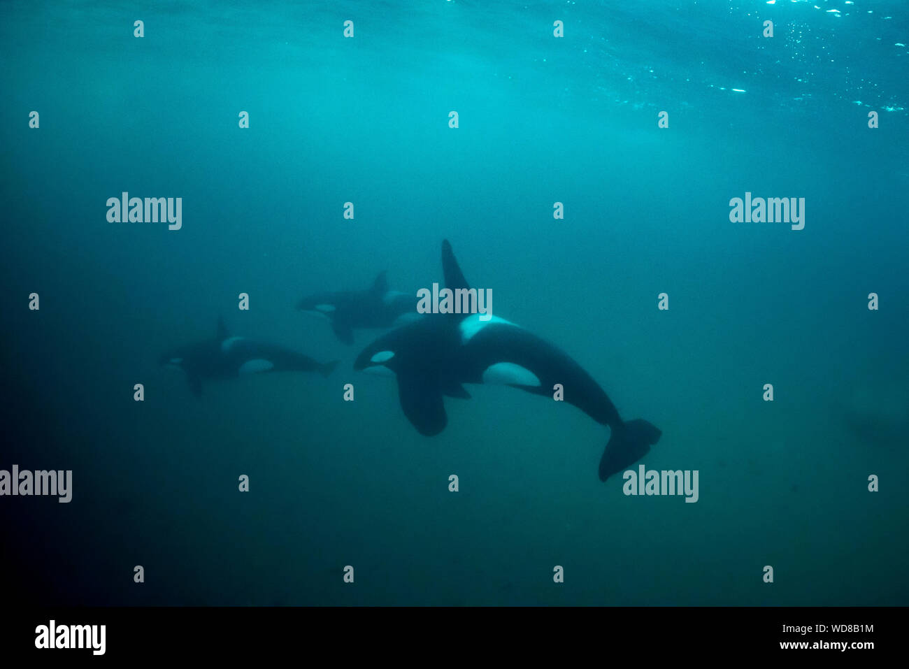 Orca underwater immagini e fotografie stock ad alta risoluzione - Alamy
