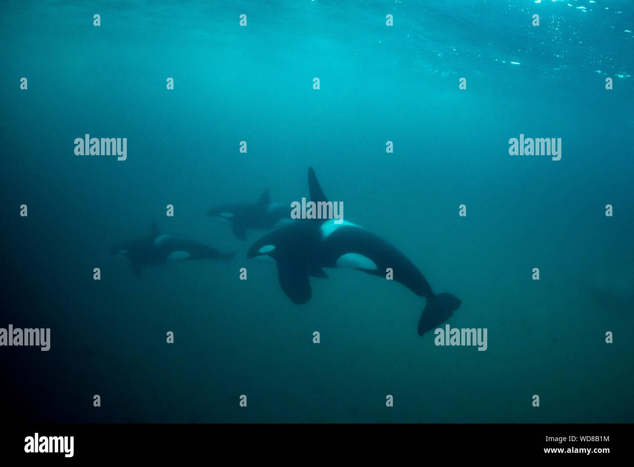 Scuola orche, Orcas subacquea, Orcinus Orca, Skjervoy, Norvegia, Oceano Atlantico Foto Stock