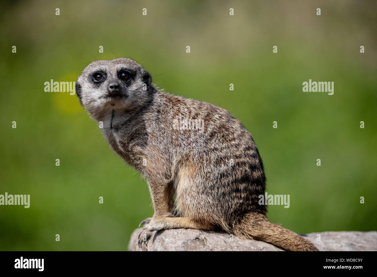 Un lone captive meercat (Suricata suricatta) si siede sul dovere della protezione a Dudley Zoological Gardens, Regno Unito. Foto Stock