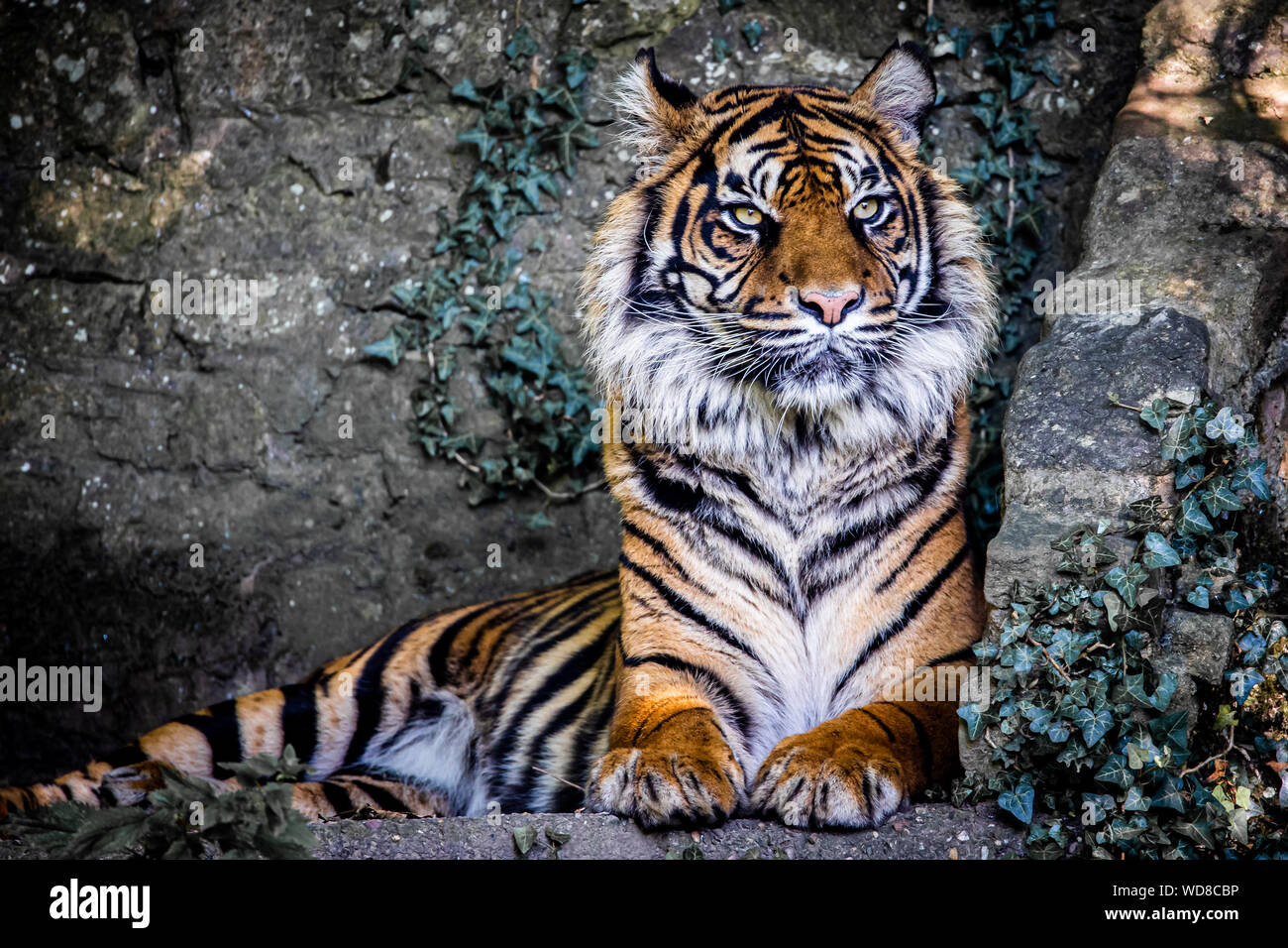 Captive tigre di Sumatra (Panthera Tigris Sumatrae) si rilassa a Dudley Zoological Gardens, Regno Unito Foto Stock