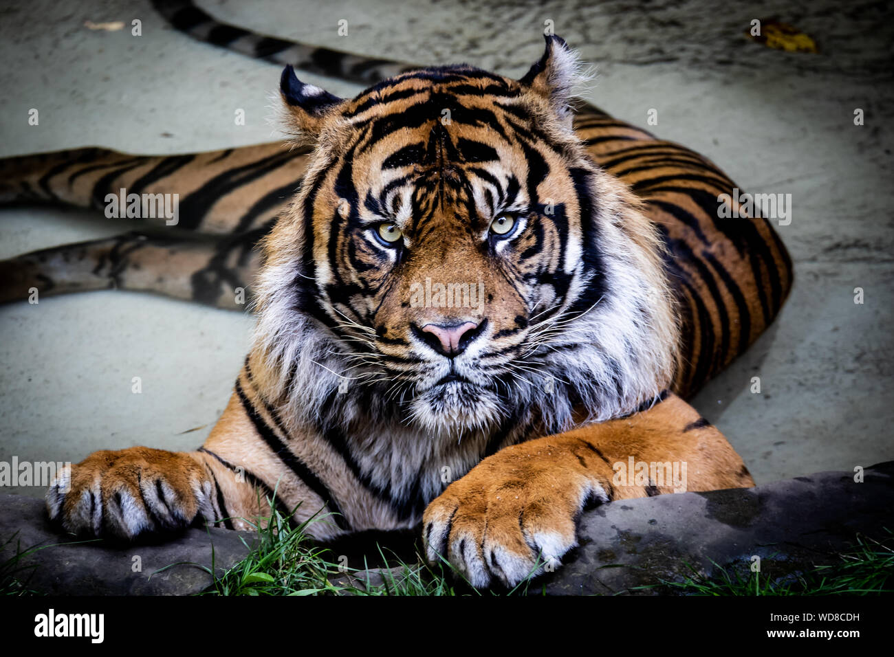 Captive tigre di Sumatra (Panthera Tigris Sumatrae) si rilassa a Dudley Zoological Gardens, Regno Unito Foto Stock