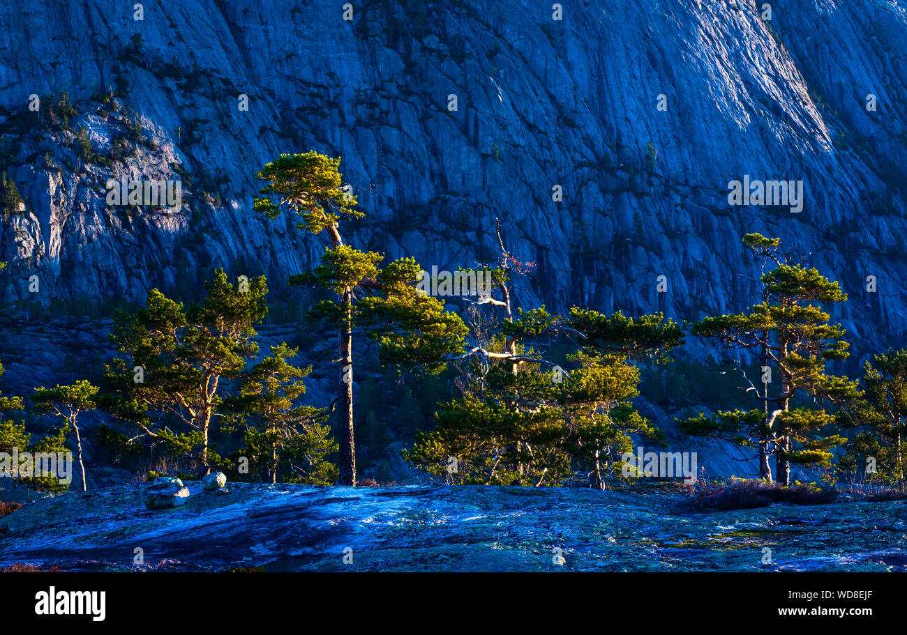 Al mattino presto luce su pini, Pinus sylvestris, a Måfjell in Nissedal, Telemark, Norvegia. Foto Stock