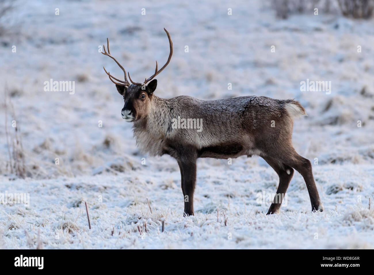 La renna, Rangifer tarandus, Tromso, Norvegia Foto Stock