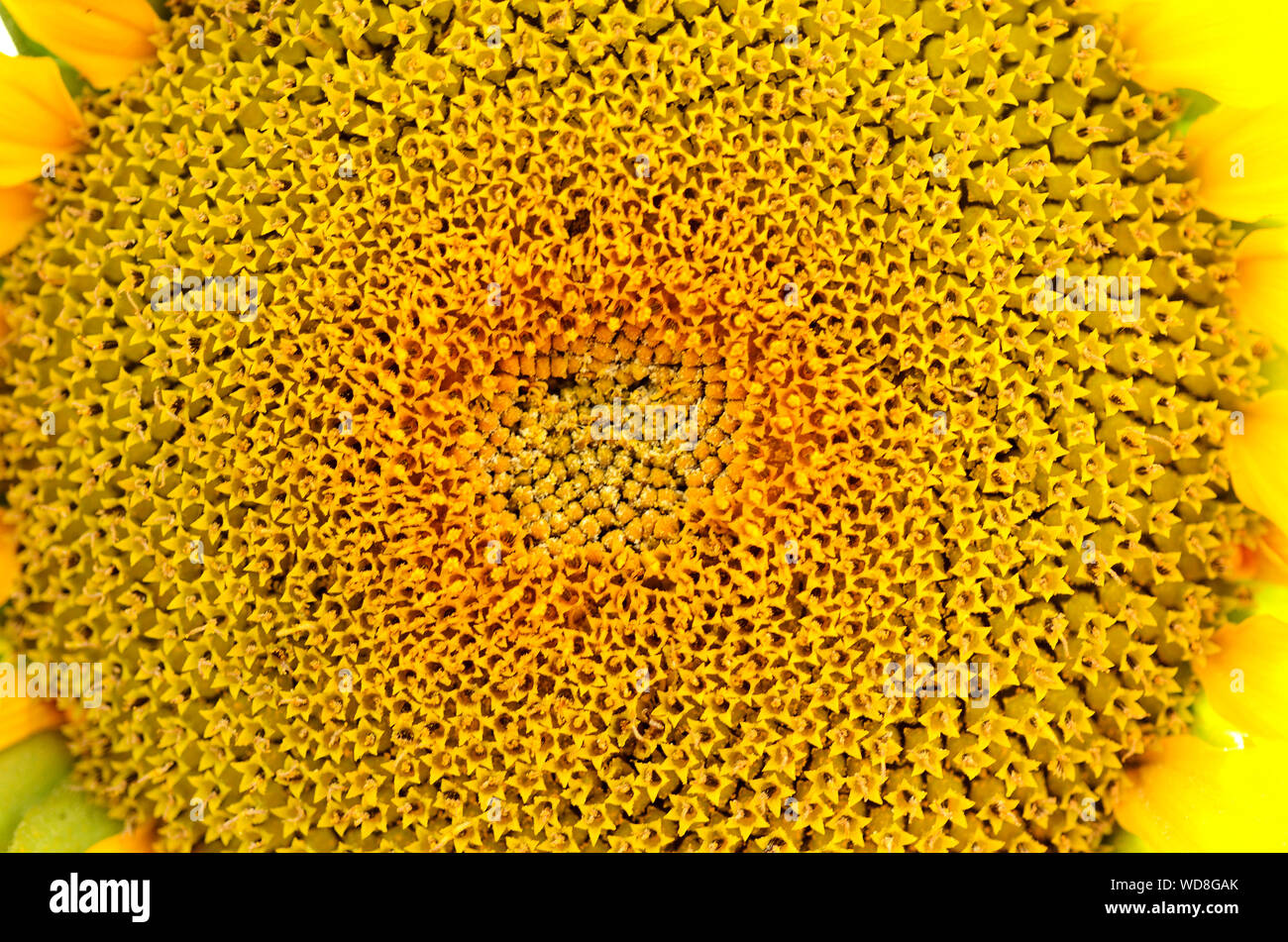 Macro di un testa di girasole Foto Stock