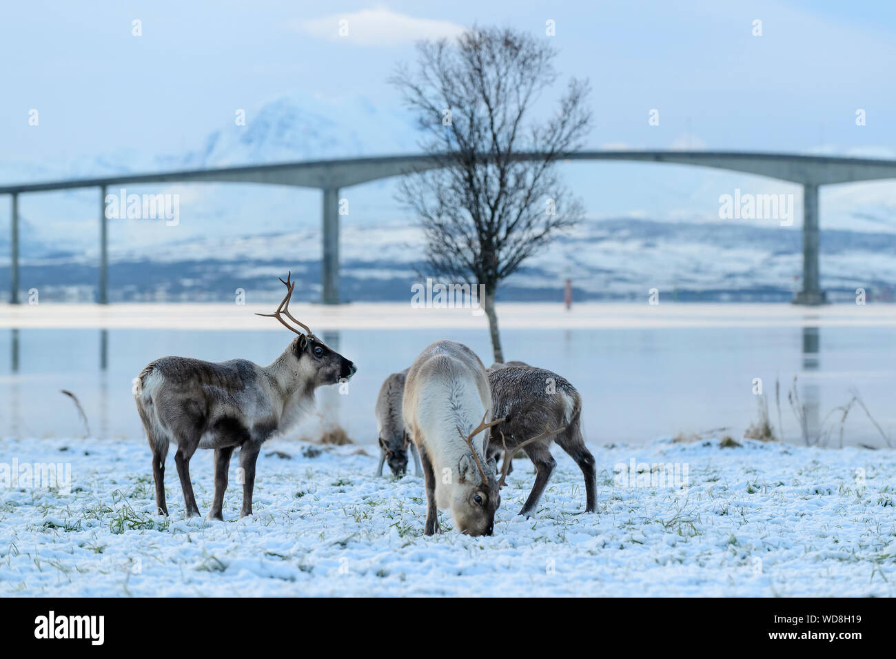 La renna, Rangifer tarandus, Tromso, Norvegia Foto Stock