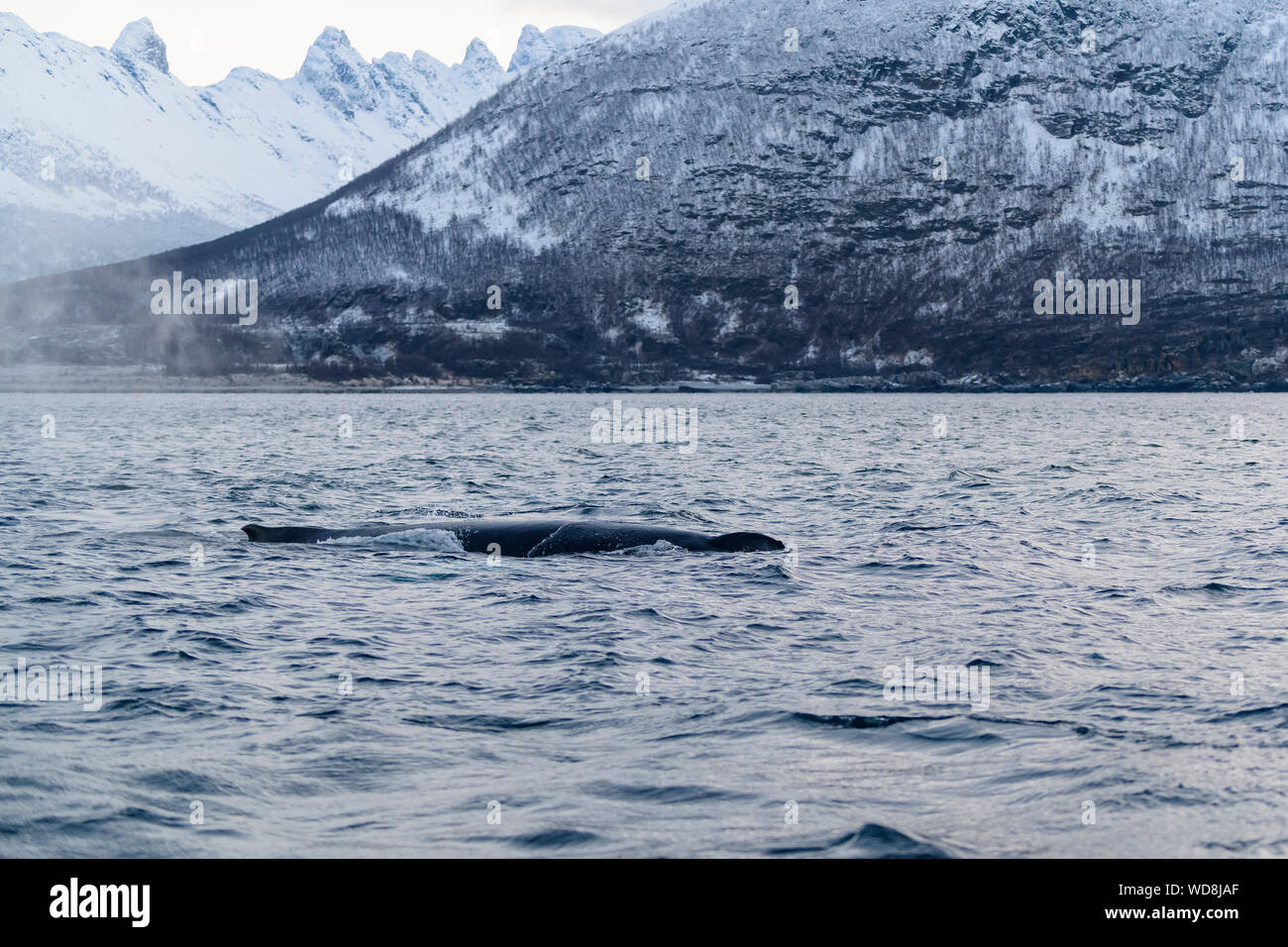 Humpback Whale, Megaptera novaeangliae, Kvaloyvagen, Norvegia, Oceano Atlantico Foto Stock