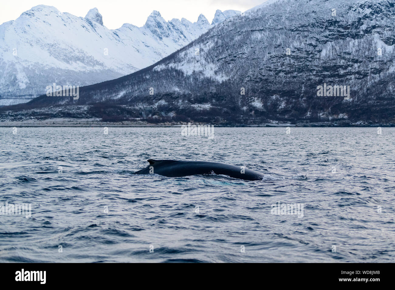 Humpback Whale, Megaptera novaeangliae, Kvaloyvagen, Norvegia, Oceano Atlantico Foto Stock
