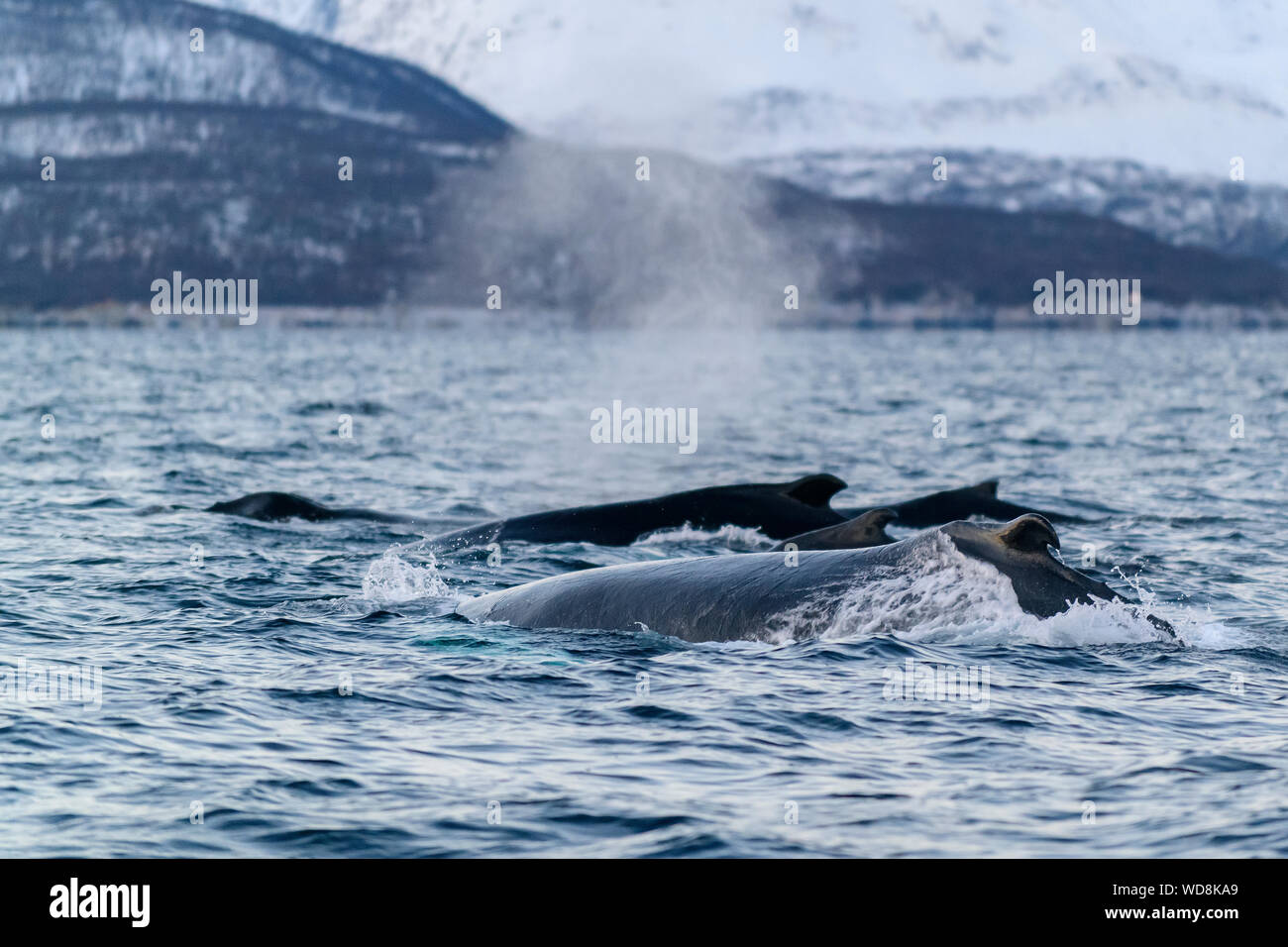 Humpback Whale, megattere, Megaptera novaeangliae, Kvaloyvagen, Norvegia, Oceano Atlantico Foto Stock