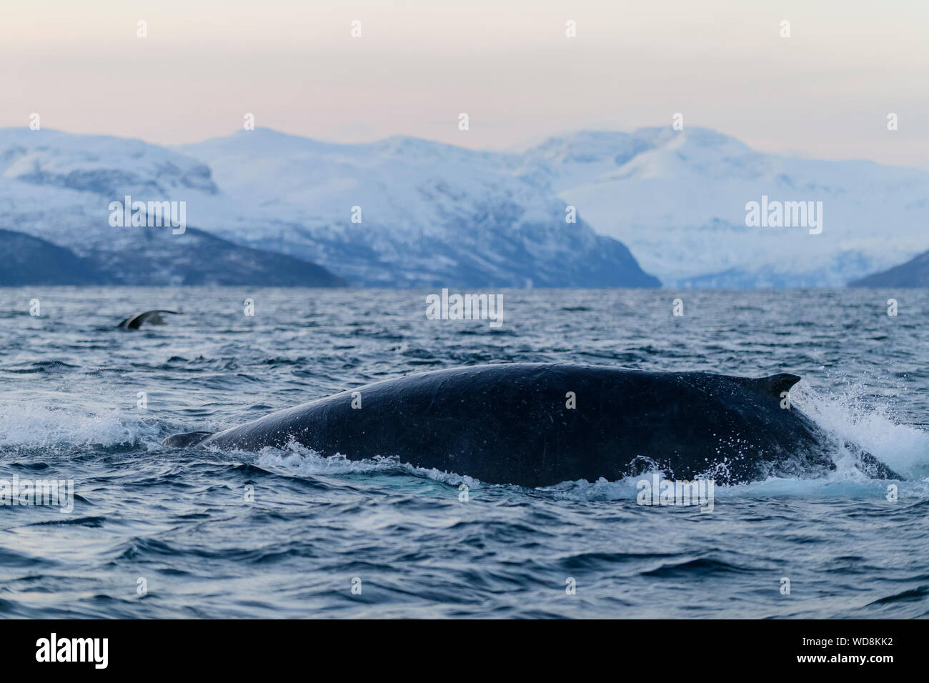 Humpback Whale, Megaptera novaeangliae, Kvaloyvagen, Norvegia, Oceano Atlantico Foto Stock