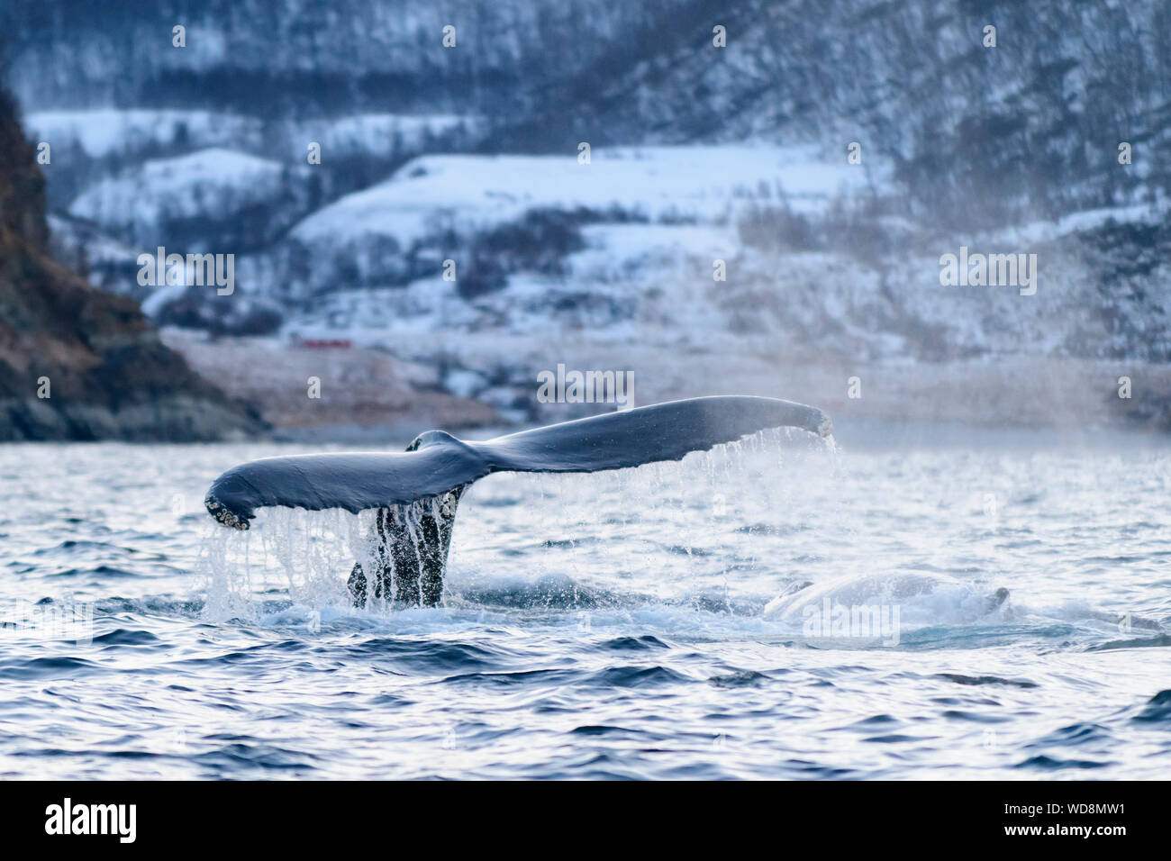 Fluke da Humpback Whale, Megaptera novaeangliae, Kvaloyvagen, Norvegia, Oceano Atlantico Foto Stock