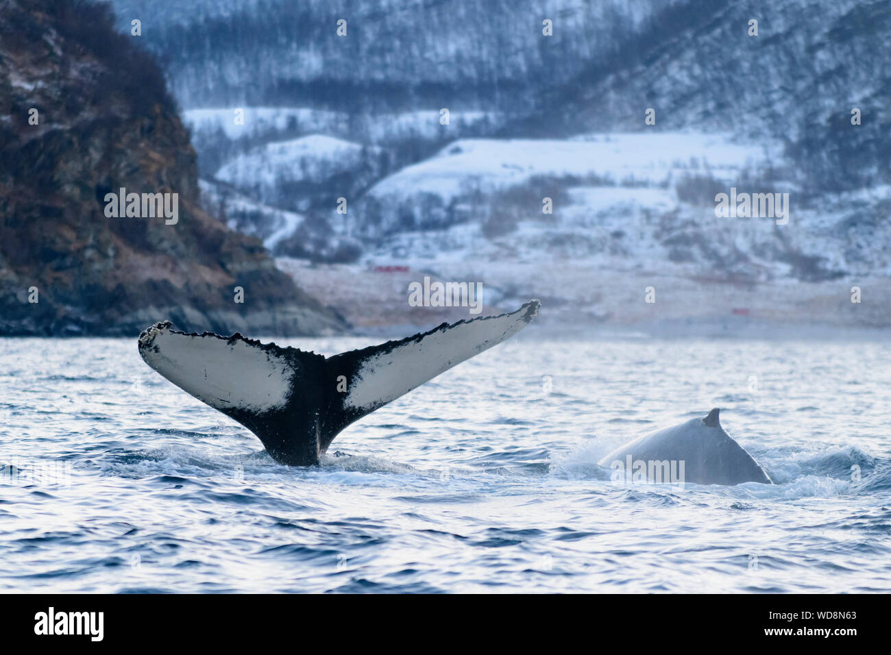 Humpback Whale, megattere con fluke e pinna dorsale, Megaptera novaeangliae, Kvaloyvagen, Norvegia, Oceano Atlantico Foto Stock