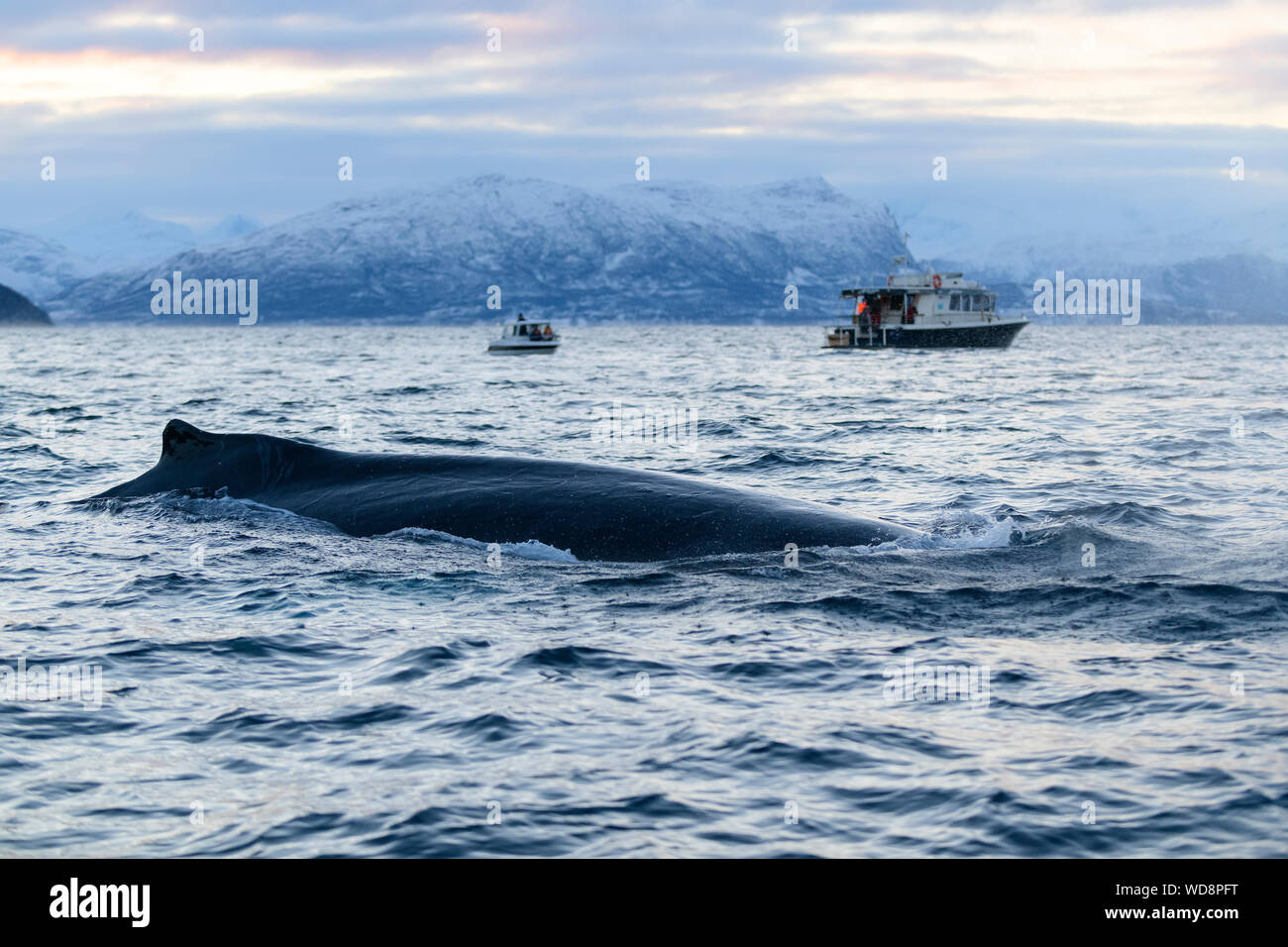 Humpback Whale con barca per fare whale watching, Megaptera novaeangliae, Kvaloyvagen, Norvegia, Oceano Atlantico Foto Stock